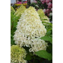 Гортензія волотиста Скайфолл | Hydrangea paniculata Skyfall | Гортензия метельчатая Скайфолл