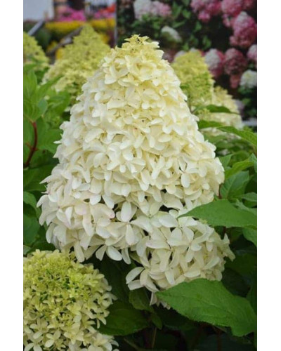 Гортензія волотиста Скайфолл | Hydrangea paniculata Skyfall | Гортензия метельчатая Скайфолл