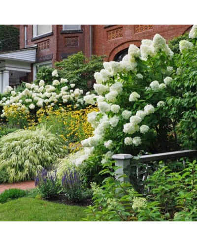 Гортензія волотиста Скайфолл | Hydrangea paniculata Skyfall | Гортензия метельчатая Скайфолл