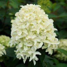 Гортензія волотиста Скайфолл | Hydrangea paniculata Skyfall | Гортензия метельчатая Скайфолл