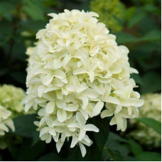Гортензія волотиста Скайфолл | Hydrangea paniculata Skyfall | Гортензия метельчатая Скайфолл