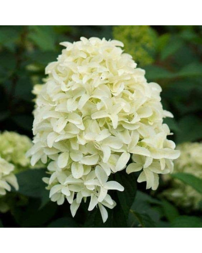 Гортензія волотиста Скайфолл | Hydrangea paniculata Skyfall | Гортензия метельчатая Скайфолл