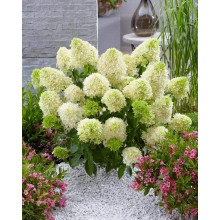 Гортензія волотиста Скайфолл | Hydrangea paniculata Skyfall | Гортензия метельчатая Скайфолл