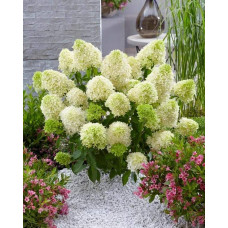 Гортензія волотиста Скайфолл | Hydrangea paniculata Skyfall | Гортензия метельчатая Скайфолл