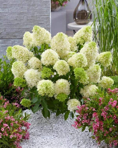 Гортензія волотиста Скайфолл | Hydrangea paniculata Skyfall | Гортензия метельчатая Скайфолл