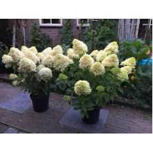 Гортензія волотиста Скайфолл | Hydrangea paniculata Skyfall | Гортензия метельчатая Скайфолл