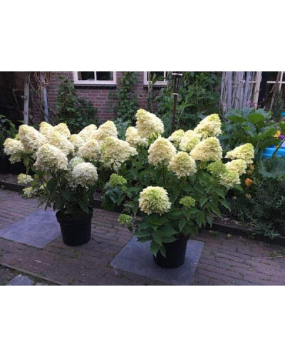 Гортензія волотиста Скайфолл | Hydrangea paniculata Skyfall | Гортензия метельчатая Скайфолл
