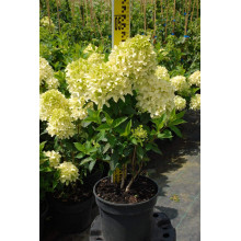 Гортензія волотиста Скайфолл | Hydrangea paniculata Skyfall | Гортензия метельчатая Скайфолл