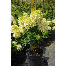 Гортензія волотиста Скайфолл | Hydrangea paniculata Skyfall | Гортензия метельчатая Скайфолл