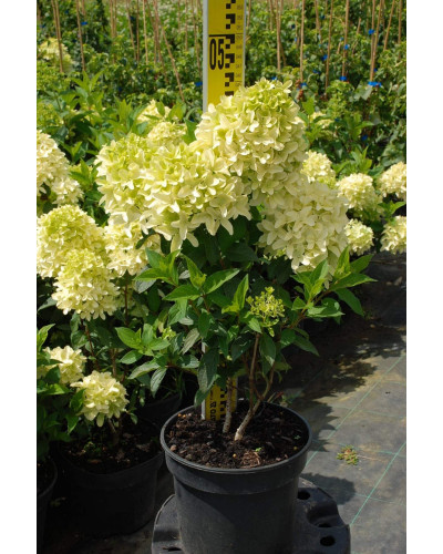 Гортензія волотиста Скайфолл | Hydrangea paniculata Skyfall | Гортензия метельчатая Скайфолл