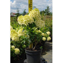 Гортензія волотиста Скайфолл | Hydrangea paniculata Skyfall | Гортензия метельчатая Скайфолл