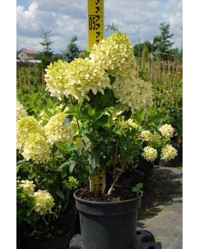 Гортензія волотиста Скайфолл | Hydrangea paniculata Skyfall | Гортензия метельчатая Скайфолл