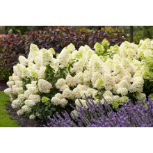 Гортензія волотиста Скайфолл | Hydrangea paniculata Skyfall | Гортензия метельчатая Скайфолл