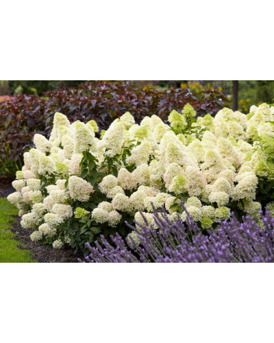 Гортензія волотиста Скайфолл | Hydrangea paniculata Skyfall | Гортензия метельчатая Скайфолл