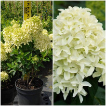 Гортензія волотиста Скайфолл | Hydrangea paniculata Skyfall | Гортензия метельчатая Скайфолл