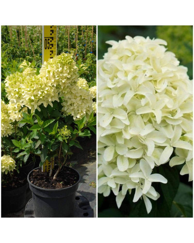 Гортензія волотиста Скайфолл | Hydrangea paniculata Skyfall | Гортензия метельчатая Скайфолл
