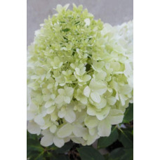 Гортензія волотиста `Літл Спукі`  | Hydrangea paniculata `Little Spooky` | Гортензия метельчатая `Литл Спуки`