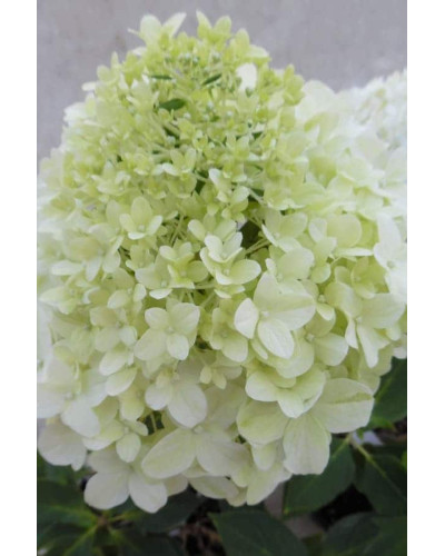Гортензія волотиста `Літл Спукі` | Hydrangea paniculata `Little Spooky` | Гортензия метельчатая `Литл Спуки`