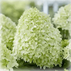Гортензія волотиста `Літл Спукі`  | Hydrangea paniculata `Little Spooky` | Гортензия метельчатая `Литл Спуки`