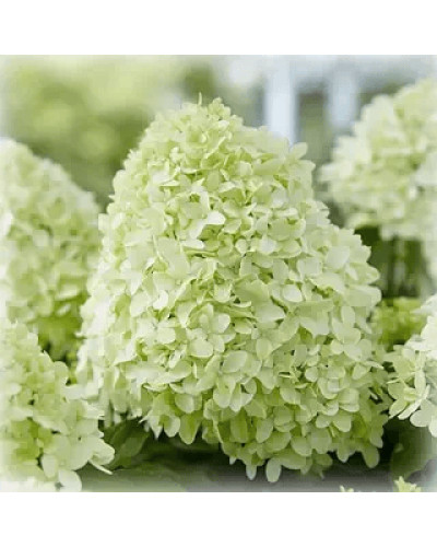 Гортензія волотиста `Літл Спукі` | Hydrangea paniculata `Little Spooky` | Гортензия метельчатая `Литл Спуки`