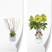 Гортензія волотиста `Літл Спукі`  | Hydrangea paniculata `Little Spooky` | Гортензия метельчатая `Литл Спуки`