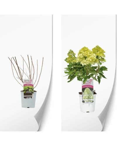 Гортензія волотиста `Літл Спукі` | Hydrangea paniculata `Little Spooky` | Гортензия метельчатая `Литл Спуки`
