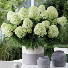 Гортензія волотиста `Літл Спукі`  | Hydrangea paniculata `Little Spooky` | Гортензия метельчатая `Литл Спуки`