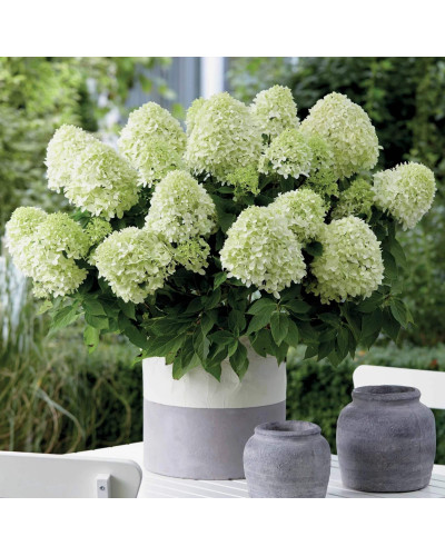 Гортензія волотиста `Літл Спукі` | Hydrangea paniculata `Little Spooky` | Гортензия метельчатая `Литл Спуки`