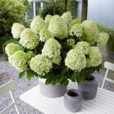 Гортензія волотиста `Літл Спукі`  | Hydrangea paniculata `Little Spooky` | Гортензия метельчатая `Литл Спуки`