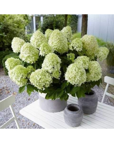 Гортензія волотиста `Літл Спукі` | Hydrangea paniculata `Little Spooky` | Гортензия метельчатая `Литл Спуки`