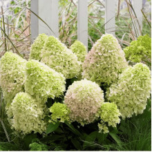 Гортензія волотиста `Літл Спукі`  | Hydrangea paniculata `Little Spooky` | Гортензия метельчатая `Литл Спуки`
