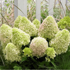 Гортензія волотиста `Літл Спукі`  | Hydrangea paniculata `Little Spooky` | Гортензия метельчатая `Литл Спуки`