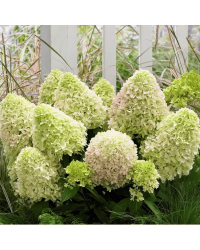 Гортензія волотиста `Літл Спукі` | Hydrangea paniculata `Little Spooky` | Гортензия метельчатая `Литл Спуки`