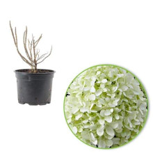 Гортензія волотиста `Літл Спукі`  | Hydrangea paniculata `Little Spooky` | Гортензия метельчатая `Литл Спуки`