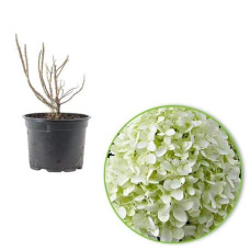 Гортензія волотиста `Літл Спукі`  | Hydrangea paniculata `Little Spooky` | Гортензия метельчатая `Литл Спуки`