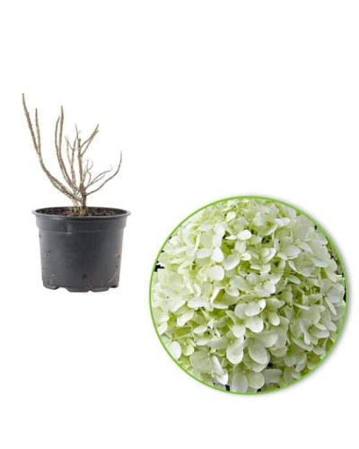 Гортензія волотиста `Літл Спукі` | Hydrangea paniculata `Little Spooky` | Гортензия метельчатая `Литл Спуки`