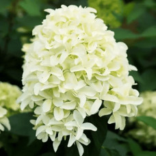 Гортензія волотиста `Літл Спукі`  | Hydrangea paniculata `Little Spooky` | Гортензия метельчатая `Литл Спуки`