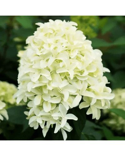 Гортензія волотиста `Літл Спукі` | Hydrangea paniculata `Little Spooky` | Гортензия метельчатая `Литл Спуки`