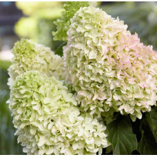 Гортензія волотиста `Літл Спукі`  | Hydrangea paniculata `Little Spooky` | Гортензия метельчатая `Литл Спуки`