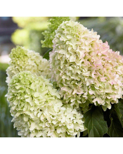 Гортензія волотиста `Літл Спукі` | Hydrangea paniculata `Little Spooky` | Гортензия метельчатая `Литл Спуки`