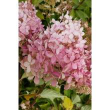 Гортензія волотиста Тач оф Пінк | Hydrangea paniculata Touch of Pink | Гортензия метельчатая Тач оф Пинк