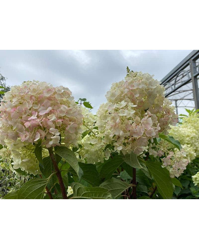 Гортензія волотиста Тач оф Пінк | Hydrangea paniculata Touch of Pink | Гортензия метельчатая Тач оф Пинк