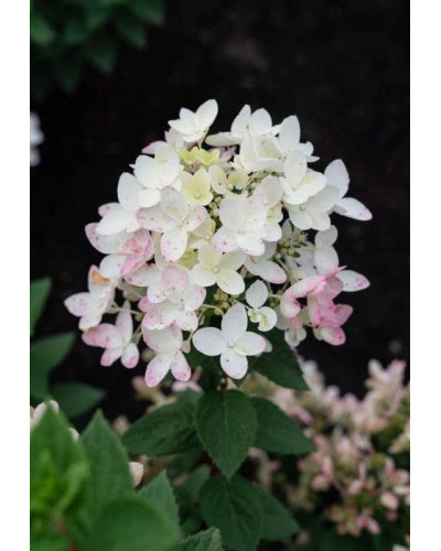 Гортензія волотиста Тач оф Пінк | Hydrangea paniculata Touch of Pink | Гортензия метельчатая Тач оф Пинк