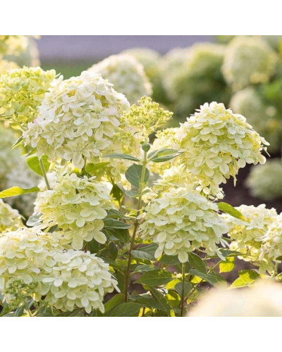 Гортензія волотиста Тач оф Пінк | Hydrangea paniculata Touch of Pink | Гортензия метельчатая Тач оф Пинк