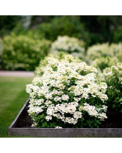 Гортензія волотиста Тач оф Пінк | Hydrangea paniculata Touch of Pink | Гортензия метельчатая Тач оф Пинк