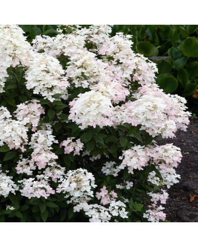 Гортензія волотиста Тач оф Пінк | Hydrangea paniculata Touch of Pink | Гортензия метельчатая Тач оф Пинк