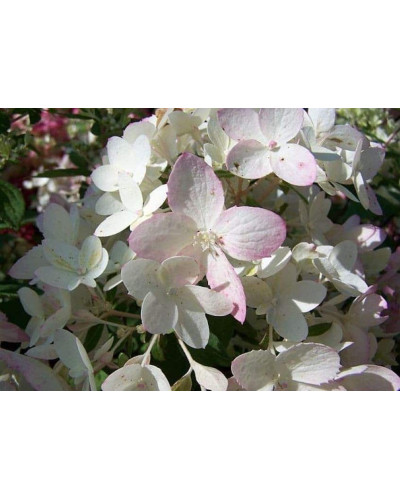 Гортензія волотиста Тач оф Пінк | Hydrangea paniculata Touch of Pink | Гортензия метельчатая Тач оф Пинк