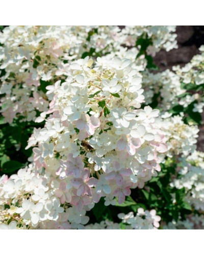 Гортензія волотиста Тач оф Пінк | Hydrangea paniculata Touch of Pink | Гортензия метельчатая Тач оф Пинк