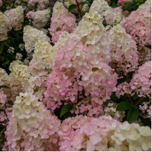 Гортензія волотиста Тач оф Пінк | Hydrangea paniculata Touch of Pink | Гортензия метельчатая Тач оф Пинк