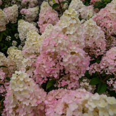 Гортензія волотиста Тач оф Пінк | Hydrangea paniculata Touch of Pink | Гортензия метельчатая Тач оф Пинк